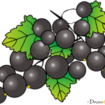 How to Draw Blackcurrant, Fruits