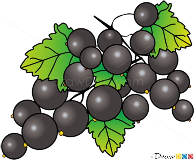 How to Draw Blackcurrant, Fruits