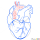 Human Heart Drawing, Step by Step Drawing Lessons