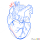 How to Draw Realistic Heart, Hearts