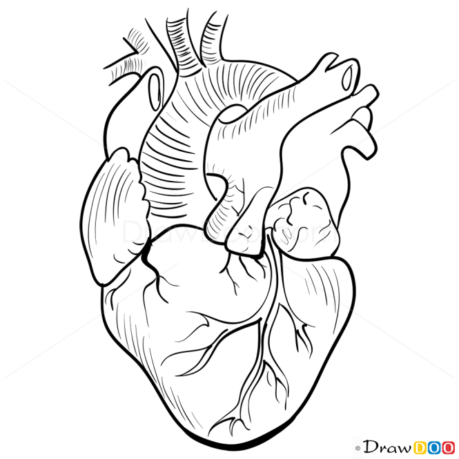 How to Draw Realistic Heart, Hearts