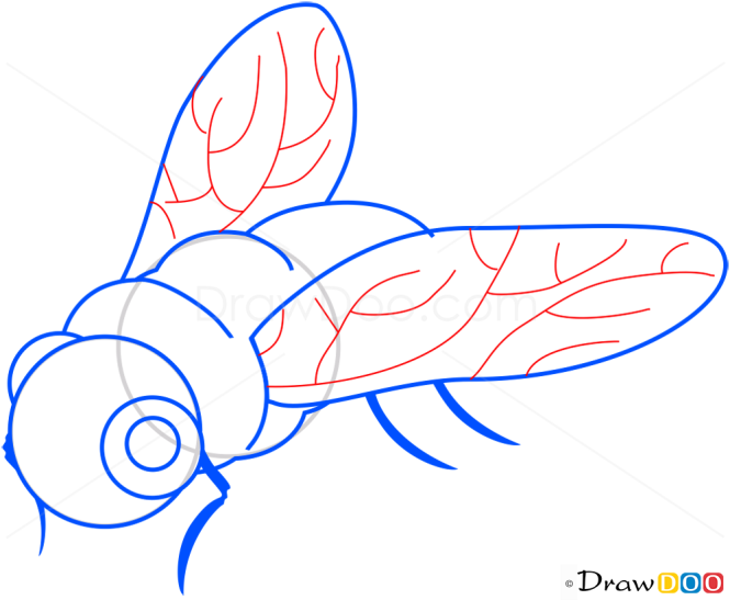 How to Draw Fly, Insects