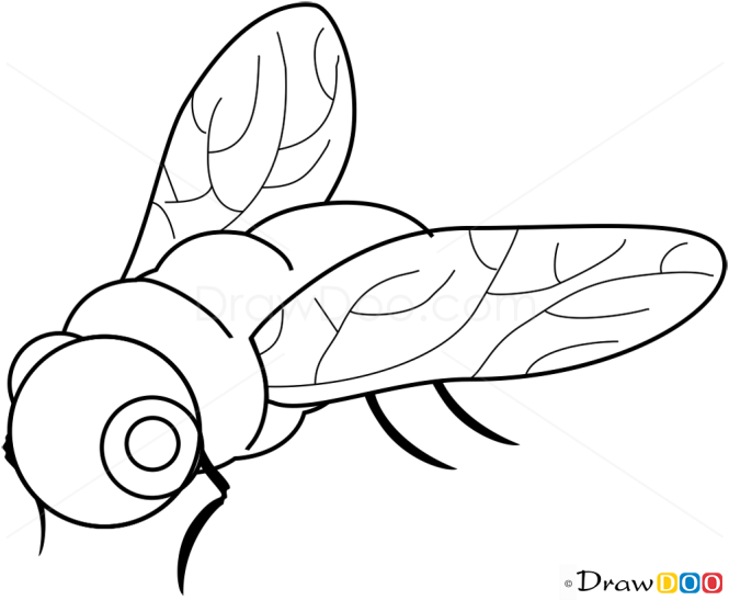 How to Draw Fly, Insects