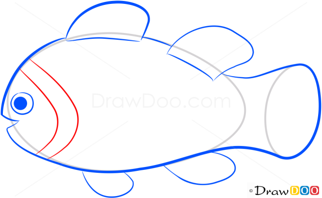 How to Draw Clown Fish, Sea Animals