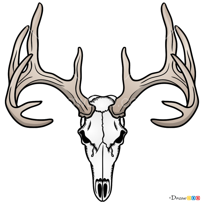 How to Draw Deer Skull, Skeletons