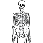 How to Draw Human Bones, Skeletons