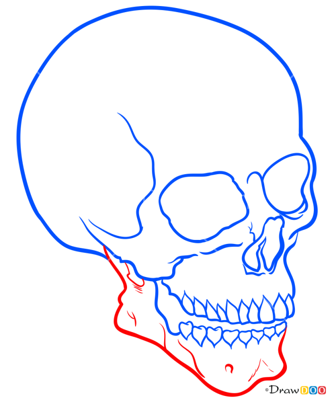 How to Draw Mexico Skull, Skeletons