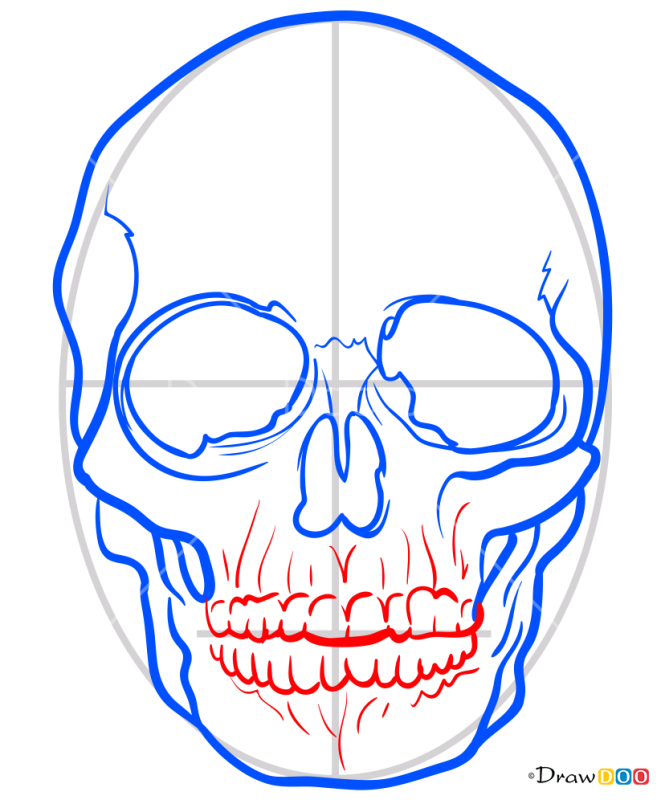 How to Draw Realistic Skull, Skeletons