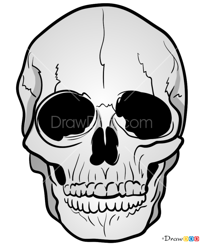 How to Draw Realistic Skull, Skeletons