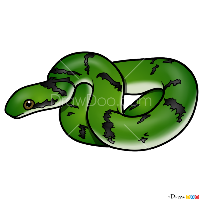 How to Draw Green Snake, Snakes