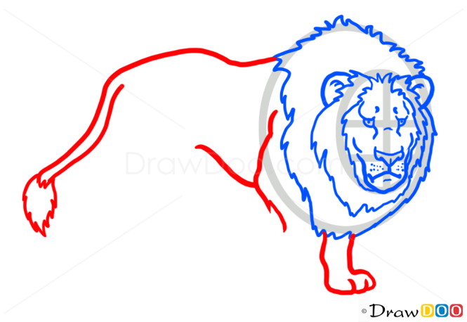 How to Draw Lion, Wild Animals
