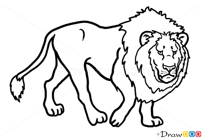 How to Draw Lion, Wild Animals