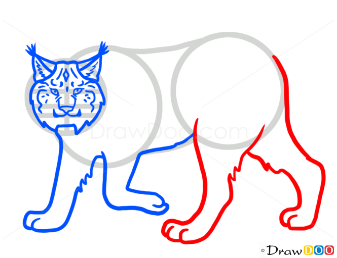 How to Draw Lynx, Wild Animals