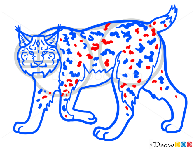 How to Draw Lynx, Wild Animals