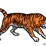 How to Draw Tiger, Wild Animals