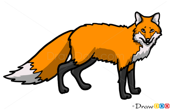 How to Draw Fox, Wild Animals
