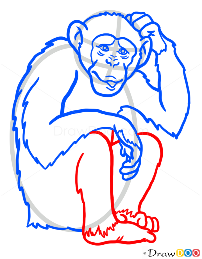 How to Draw Monkey, Wild Animals