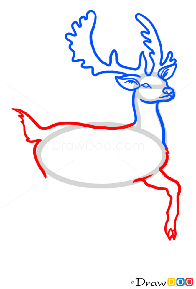 How to Draw Deer, Wild Animals