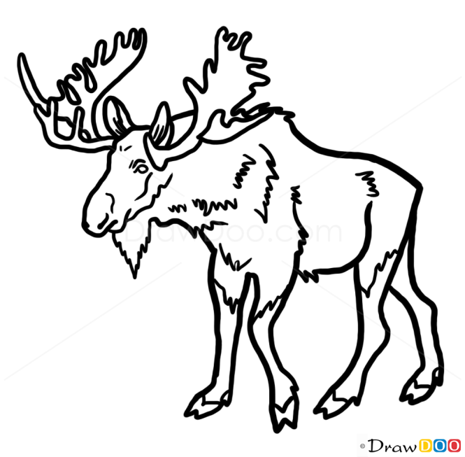 How to Draw Moose, Wild Animals