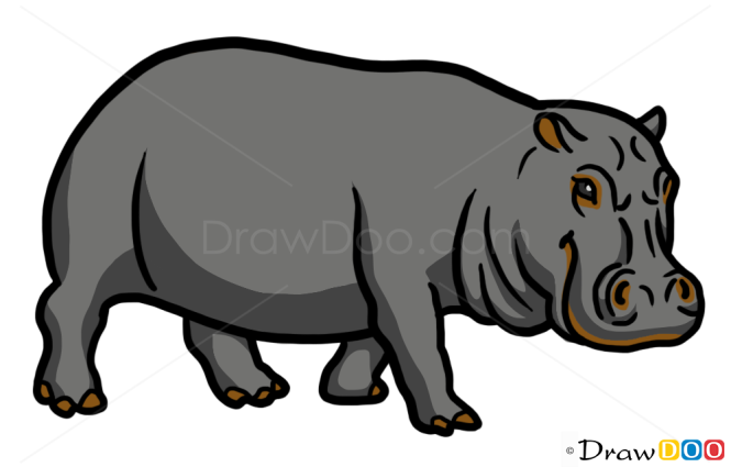How to Draw Hippopotamus, Wild Animals