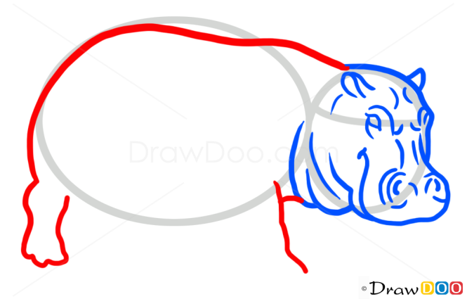 How to Draw Hippopotamus, Wild Animals
