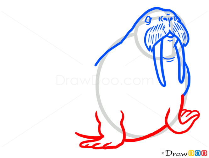 How to Draw Seal, Wild Animals