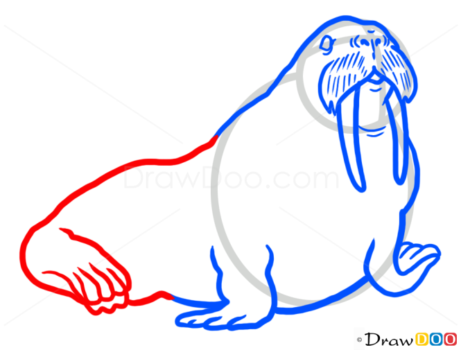 How to Draw Seal, Wild Animals