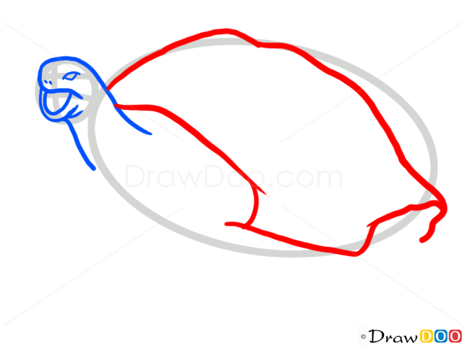 How to Draw Turtle, Wild Animals
