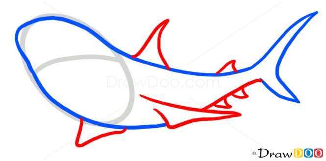 How to Draw Shark, Wild Animals