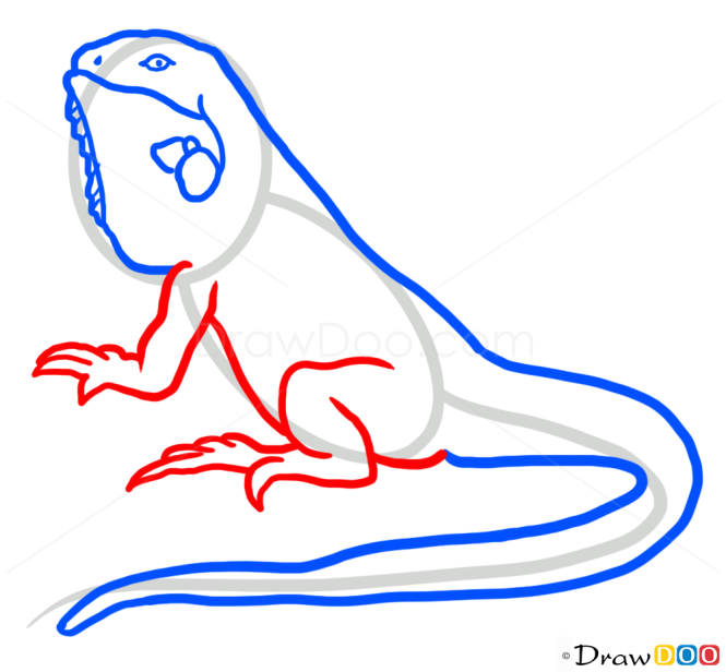 How to Draw Iguana, Wild Animals