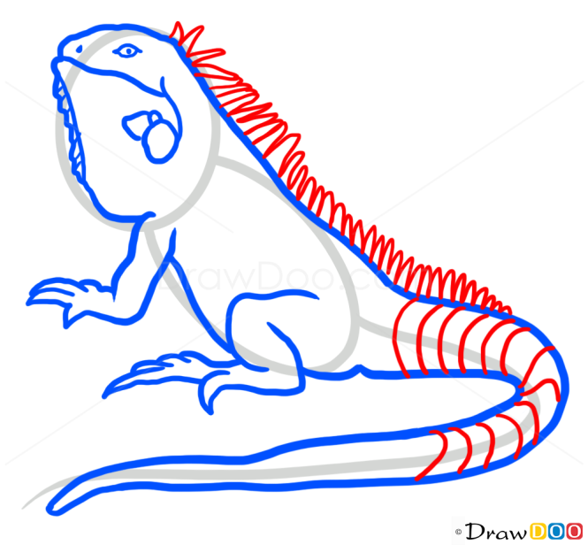 How to Draw Iguana, Wild Animals