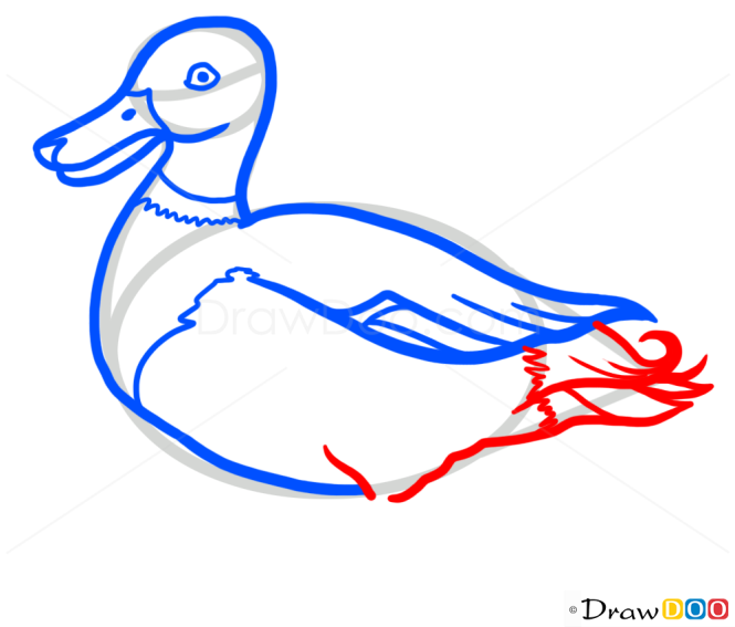 How to Draw Duck, Wild Animals