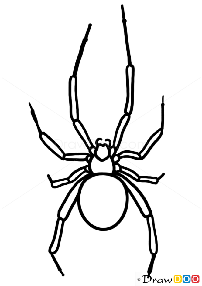 How to Draw Spider, Wild Animals