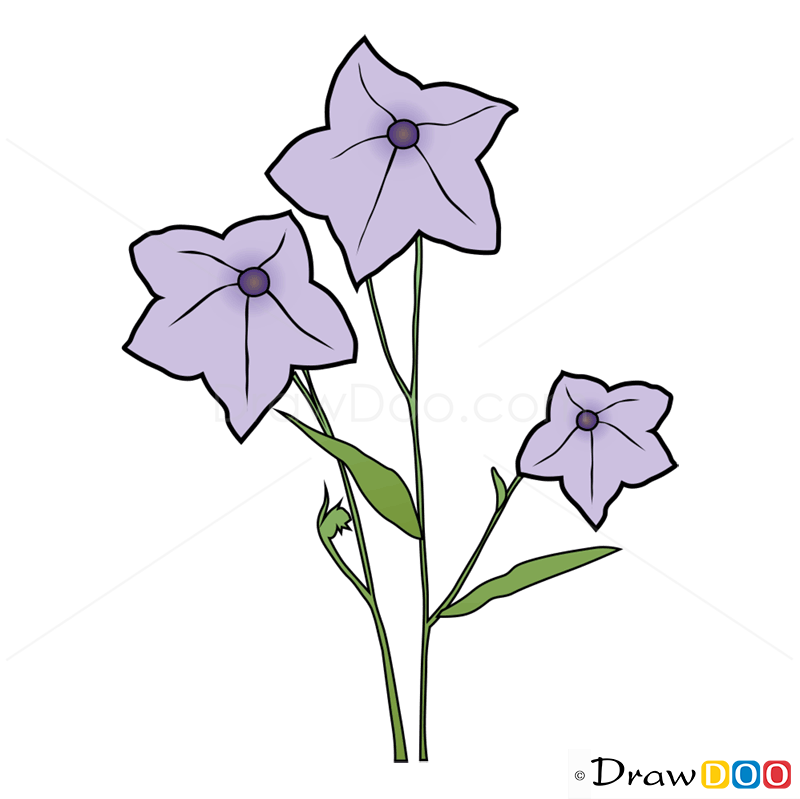 How to Draw Bellflower, Flowers