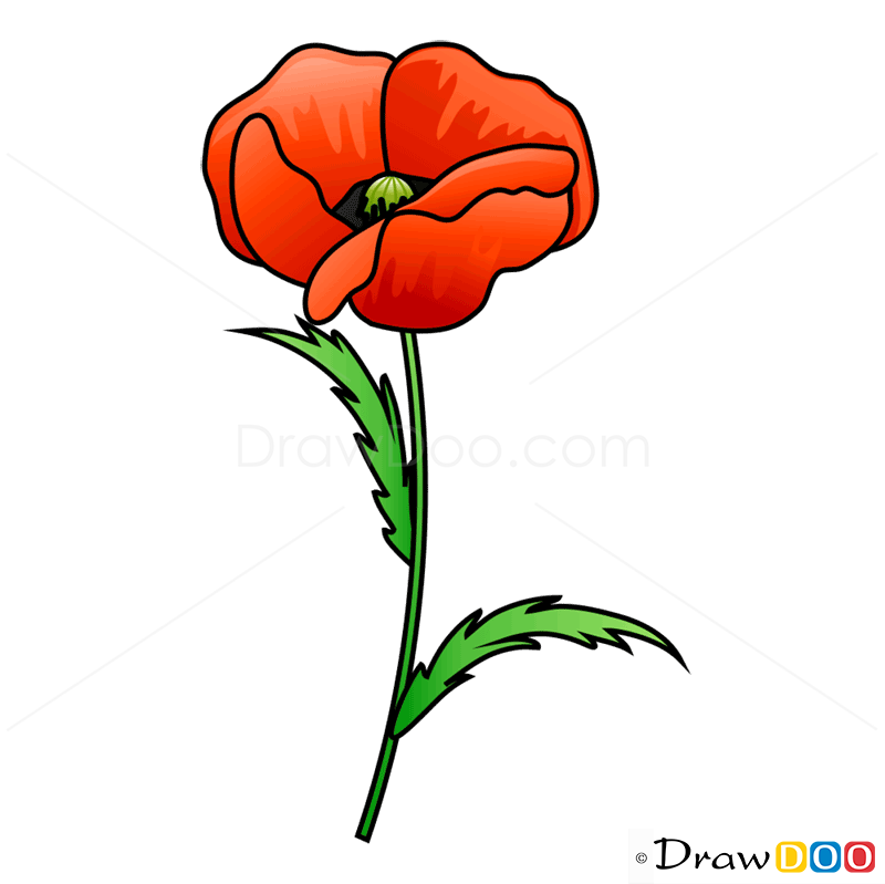 how to draw a poppy