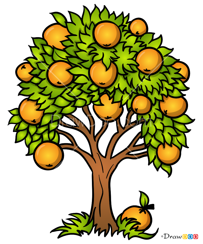 pictures of orange tree
