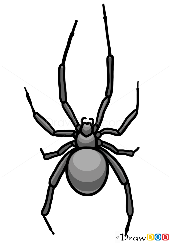 How to Draw a Spider,Wild Animals, Step by Step Drawing